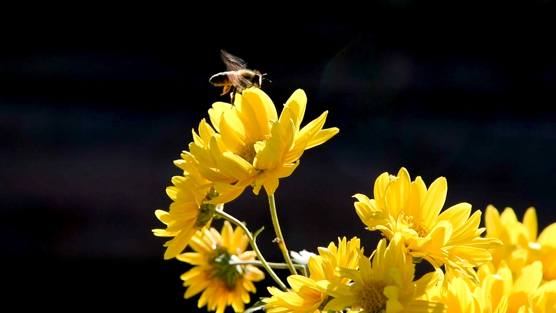 菊花与蜜蜂特写升格1080视频的预览图
