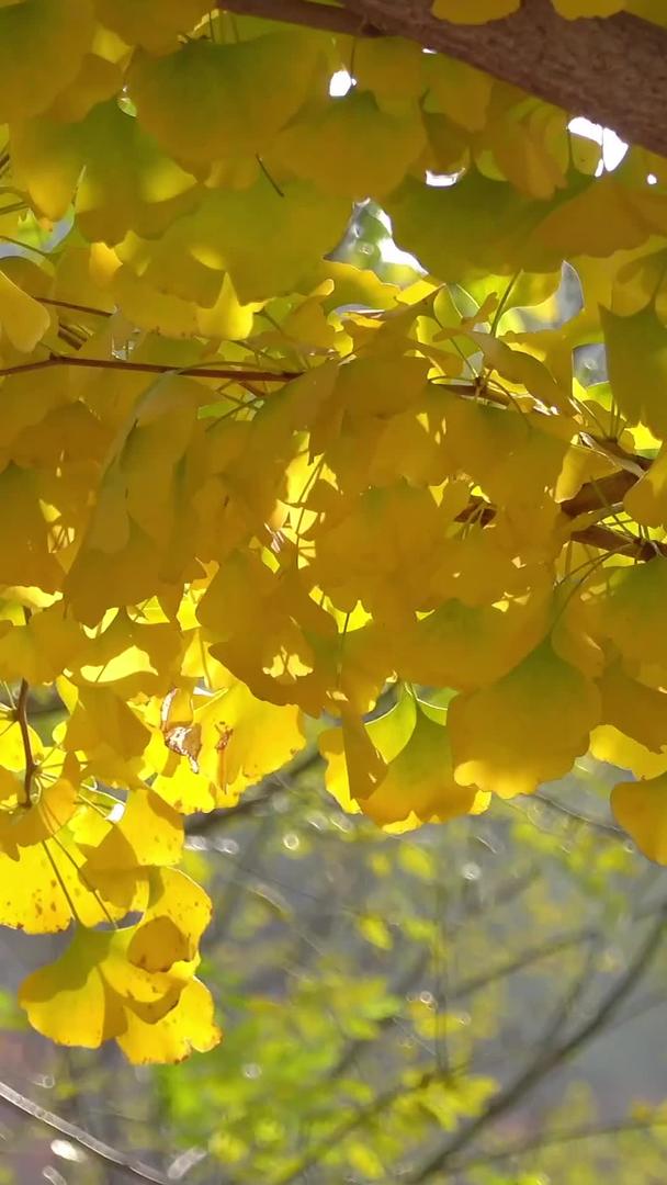 秋天自然风光金黄的银杏叶视频视频的预览图