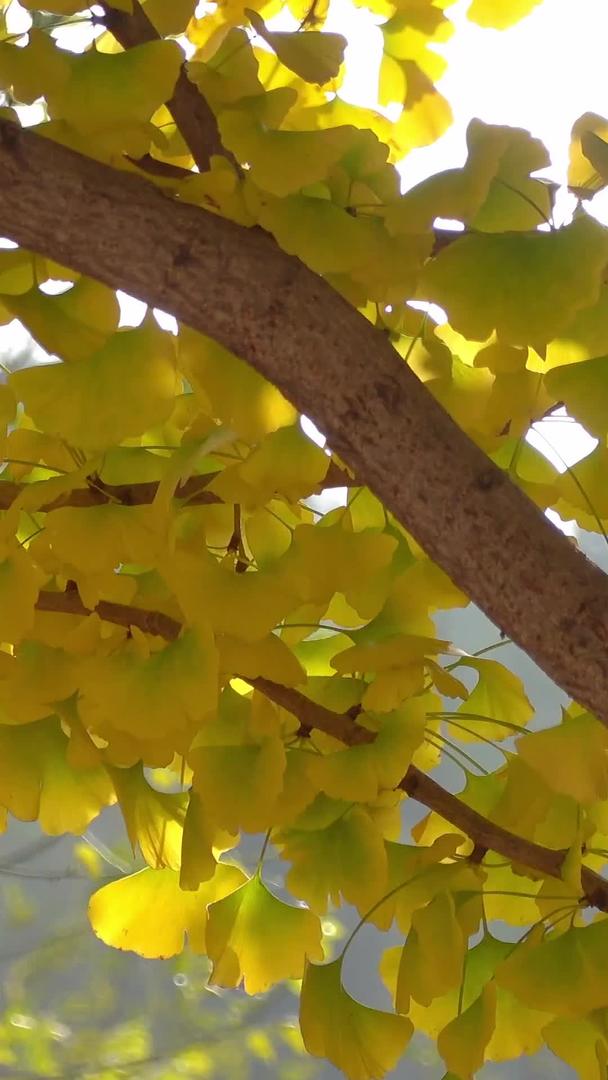 秋天自然风光金黄的银杏叶视频视频的预览图