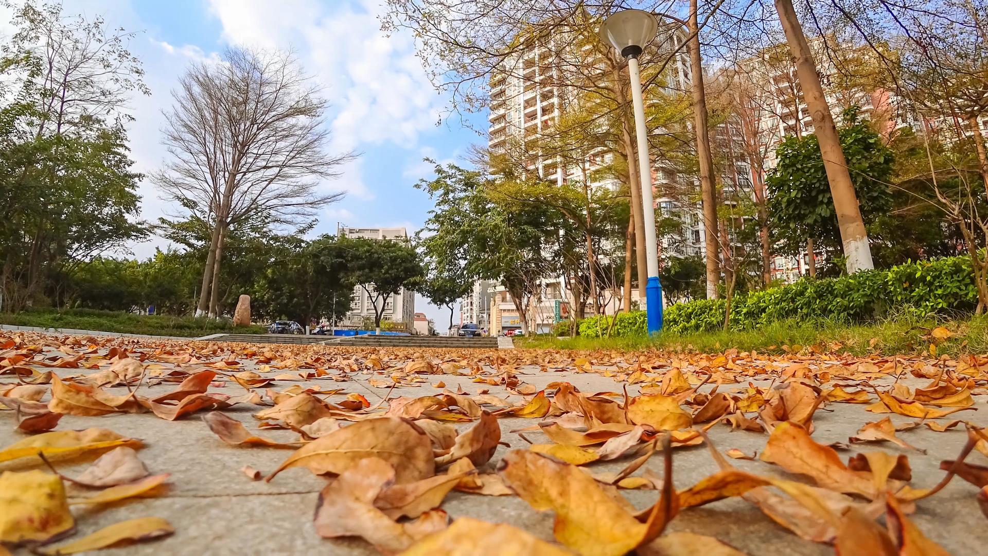 城市草地落叶树木森林视频的预览图