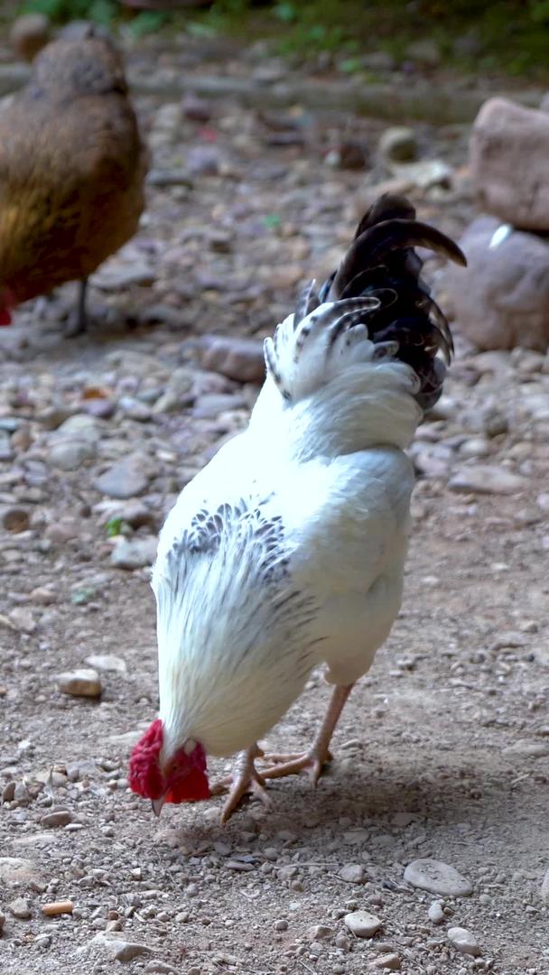 农村散养土鸡实拍正在觅食视频的预览图