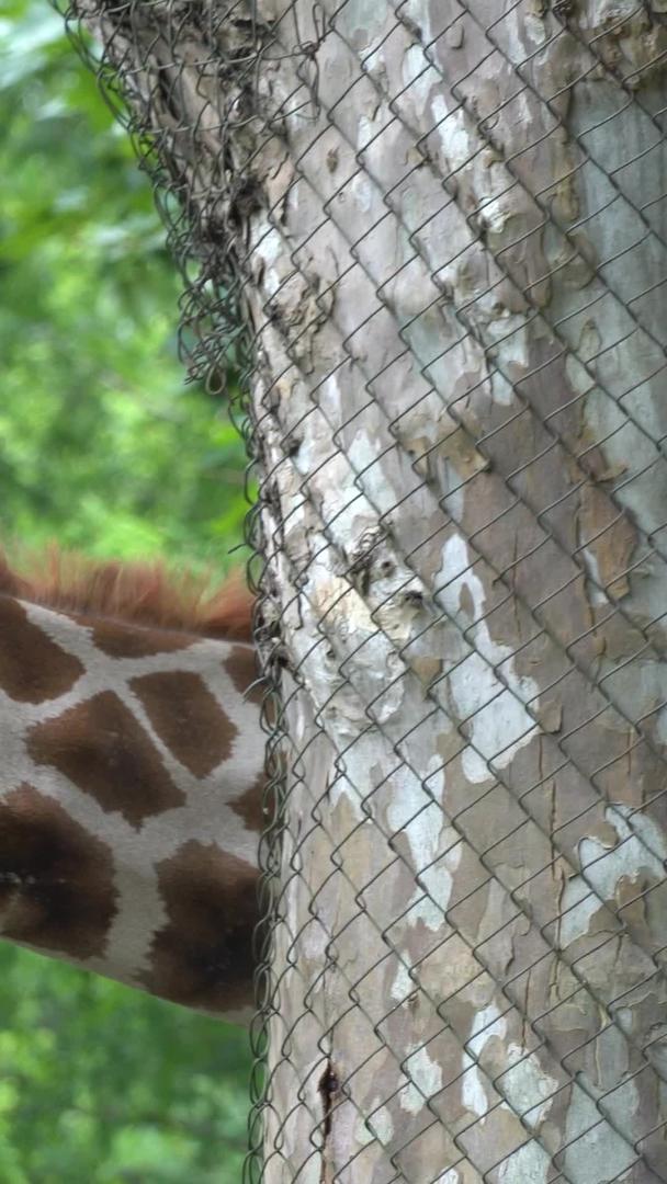 长颈鹿在动物园视频的预览图