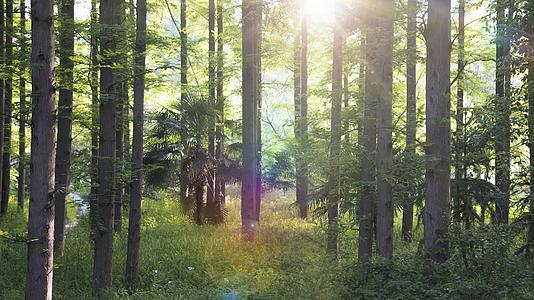 4k阳光森林树林渐进背景视频的预览图