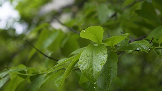 雨天绿色植物叶子4k视频合集视频的预览图