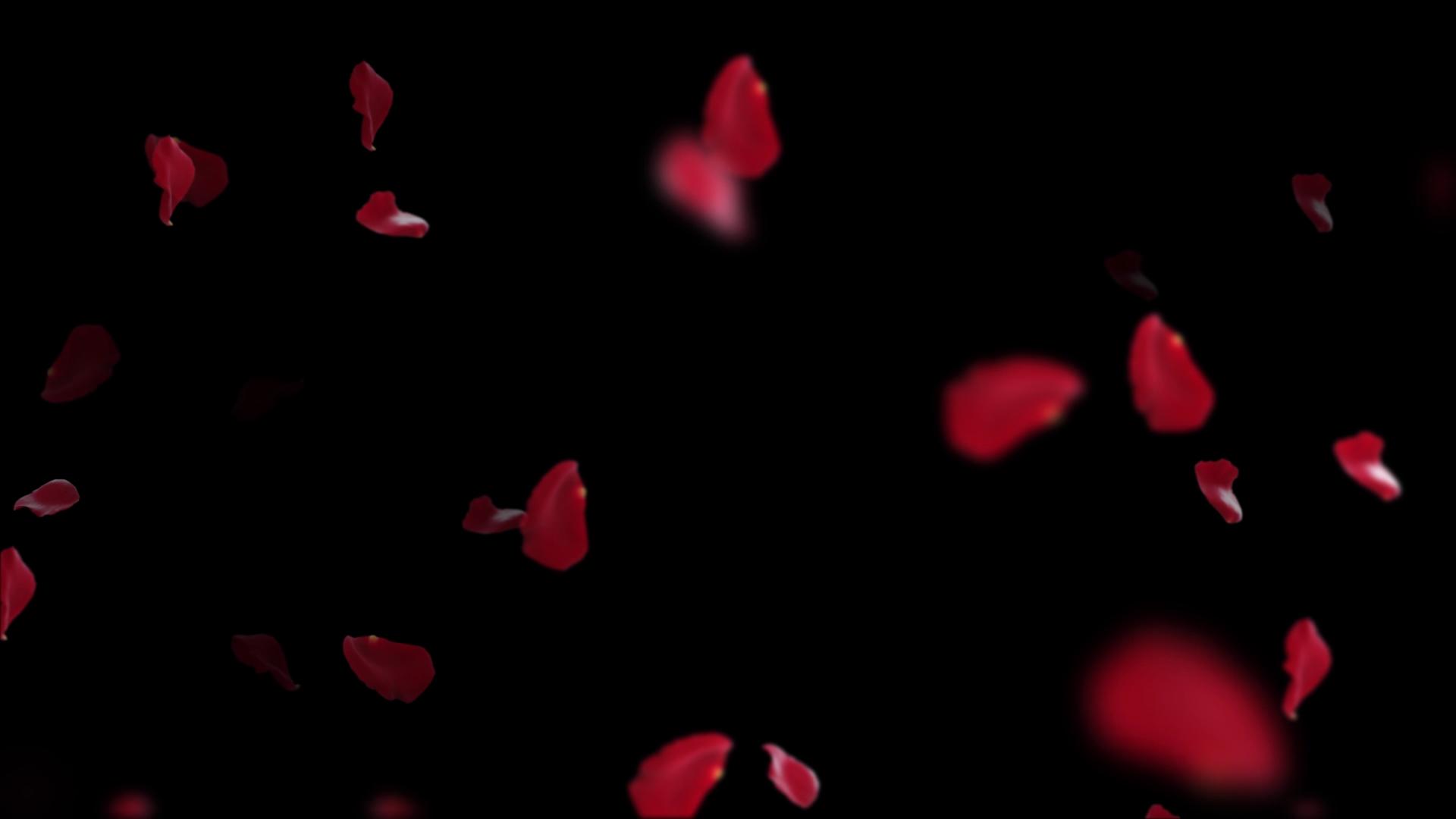 漂浮花瓣视频的预览图