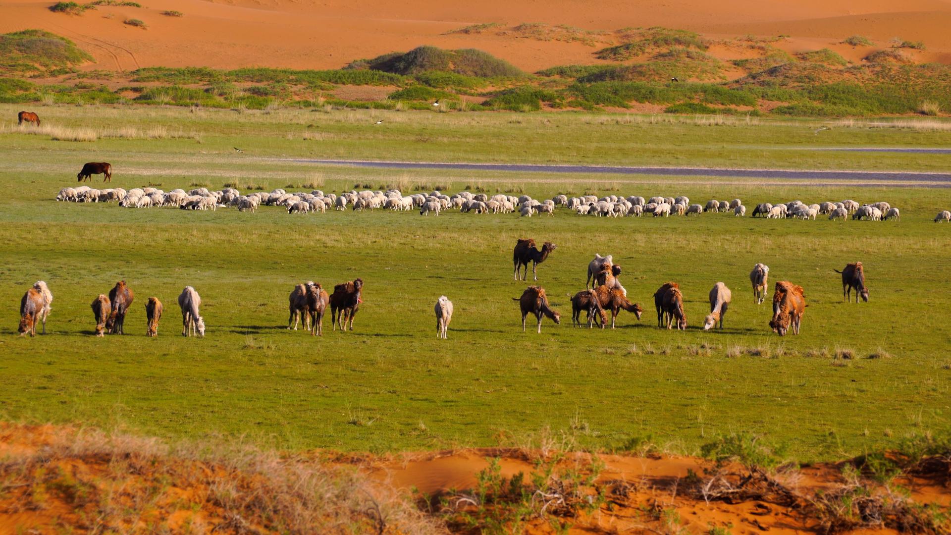 腾格里沙漠绿洲骆驼羊群视频的预览图