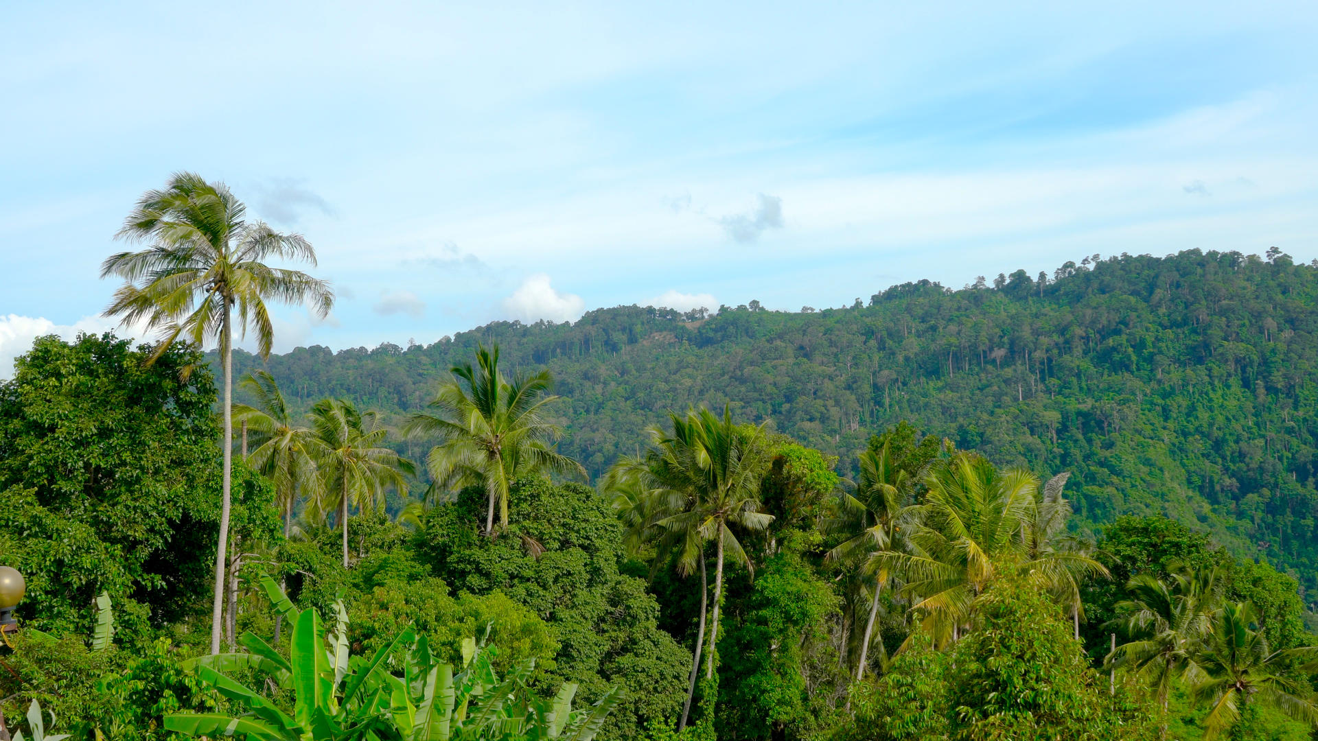 热带海岛山林椰林延时合集4K视频的预览图