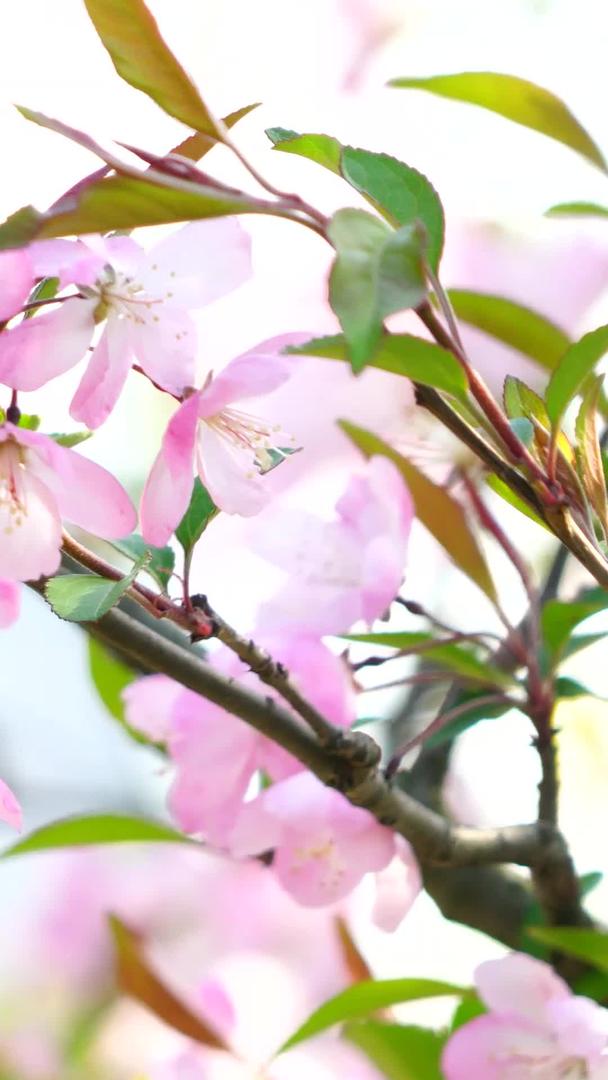 随风飘扬的粉红海棠视频的预览图