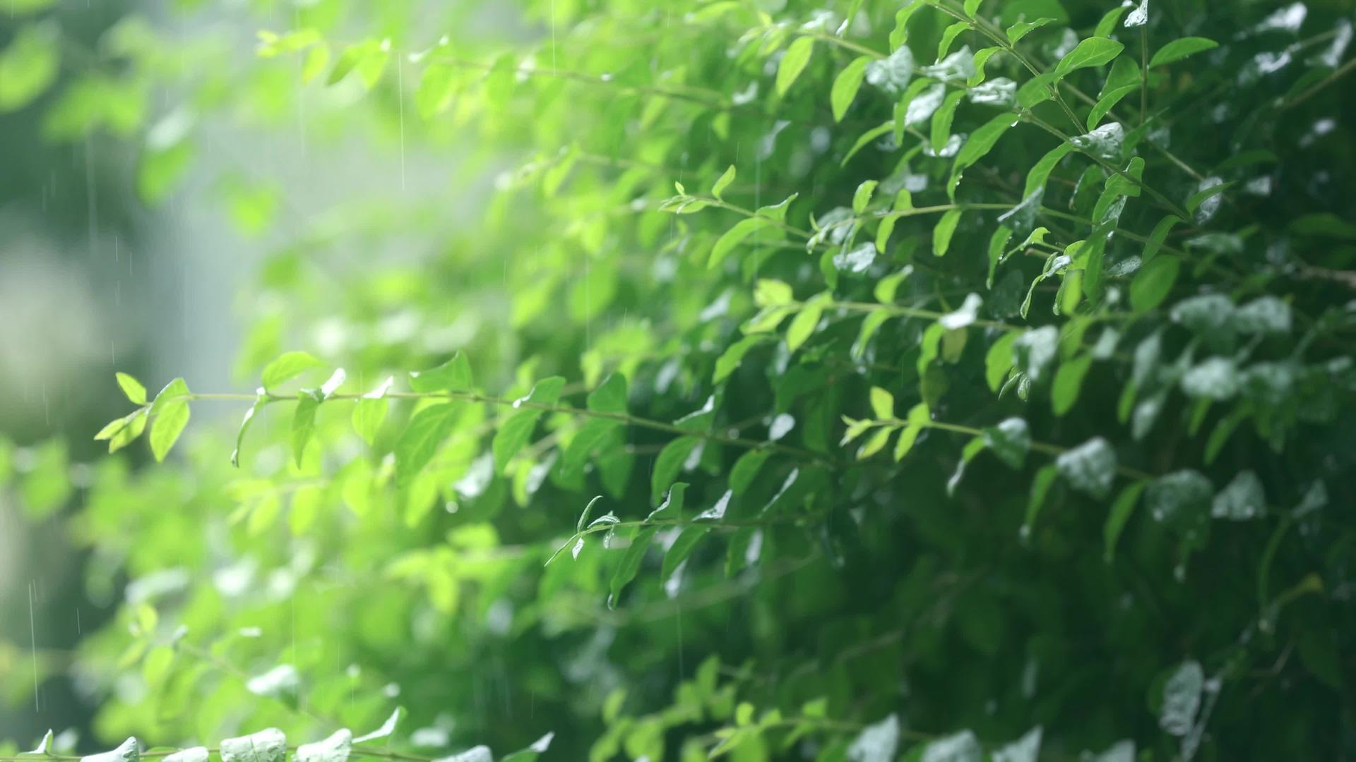 春雨树叶4K实拍视频视频的预览图