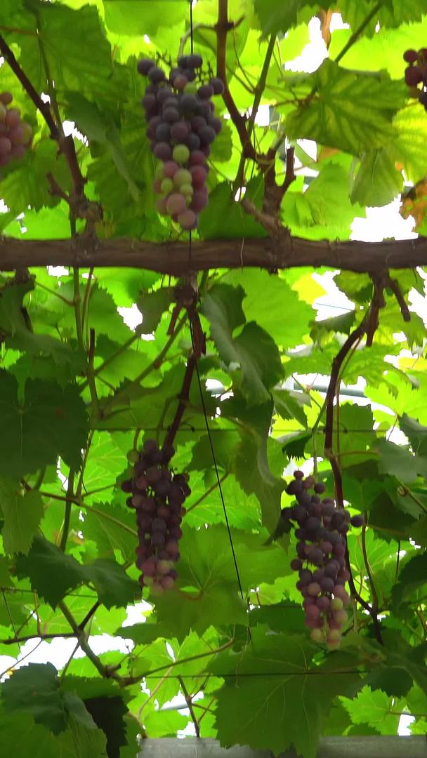 葡萄种植园视频的预览图