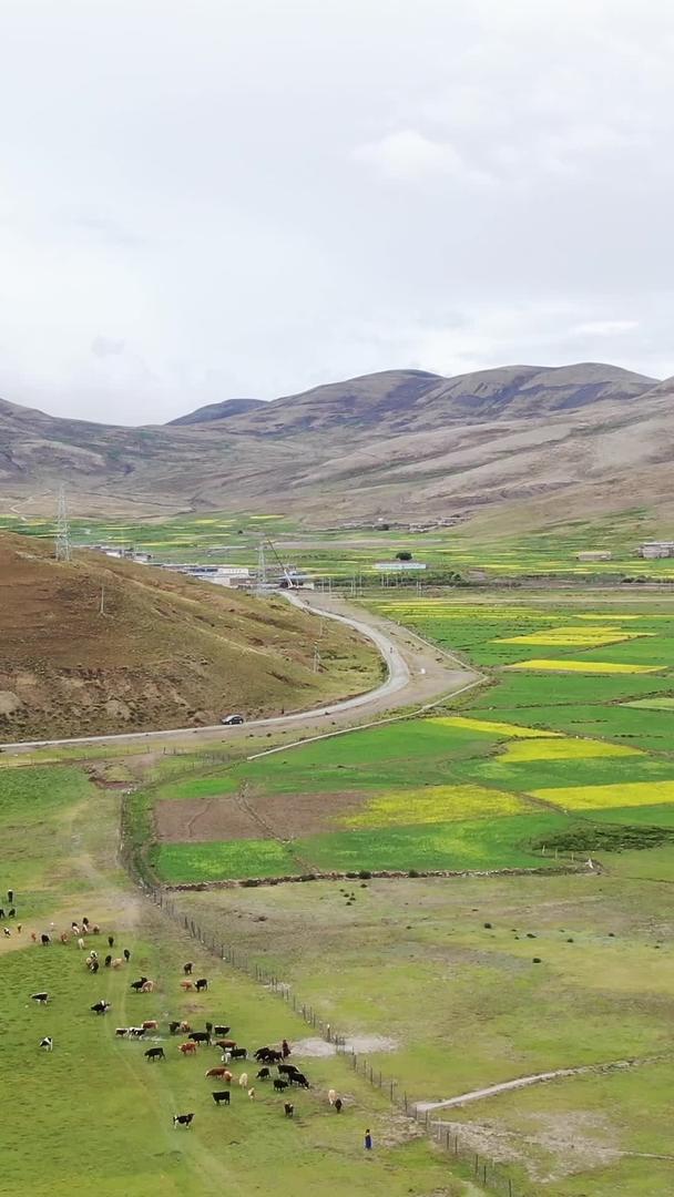 西藏高原航拍视频的预览图
