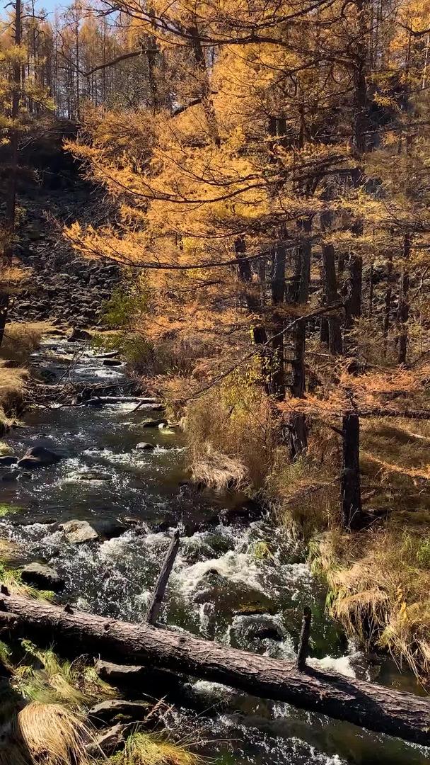 秋季阿尔山景区大峡谷落叶松与溪流视频合集视频的预览图