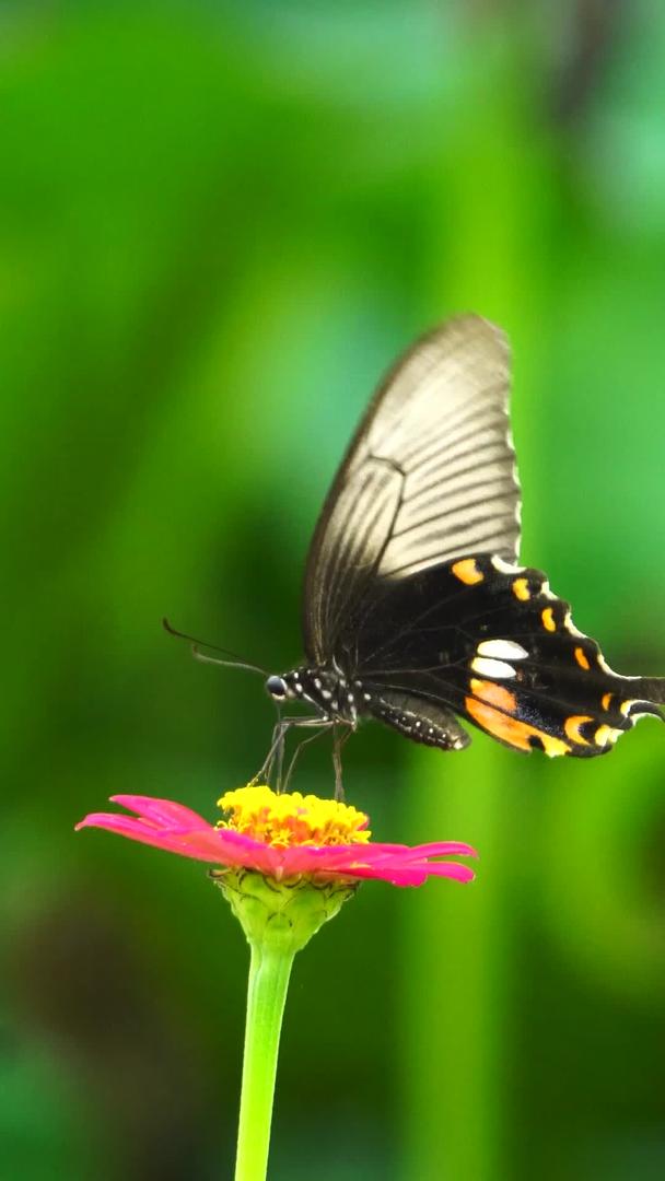 美丽的蝴蝶传播花粉视频的预览图