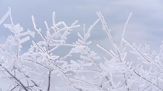 树枝上的雪山雾凇美景视频的预览图