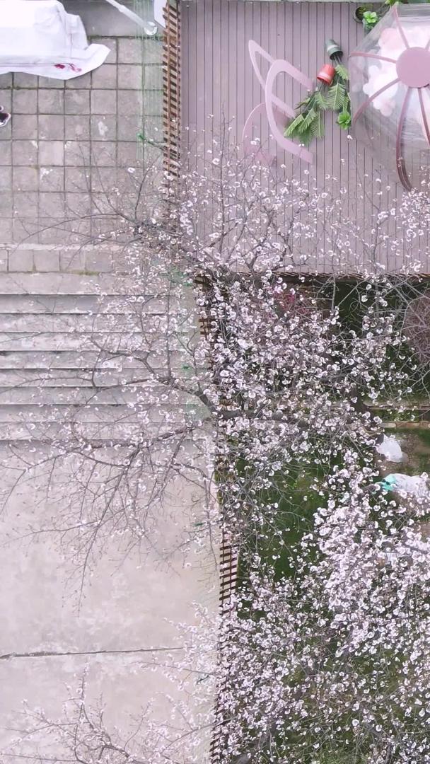春季城市樱花树下的观景台素材视频的预览图