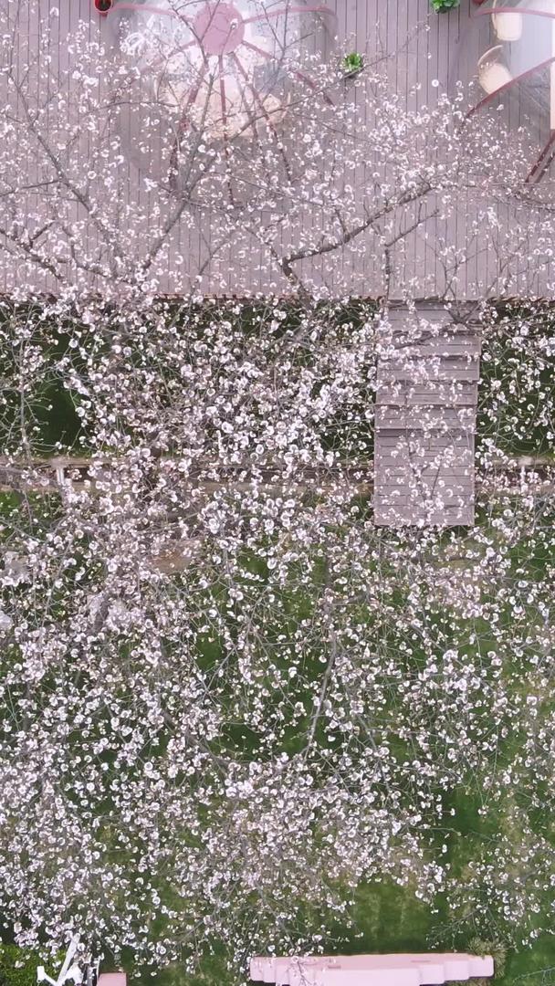 春季城市樱花树下的观景台素材视频的预览图