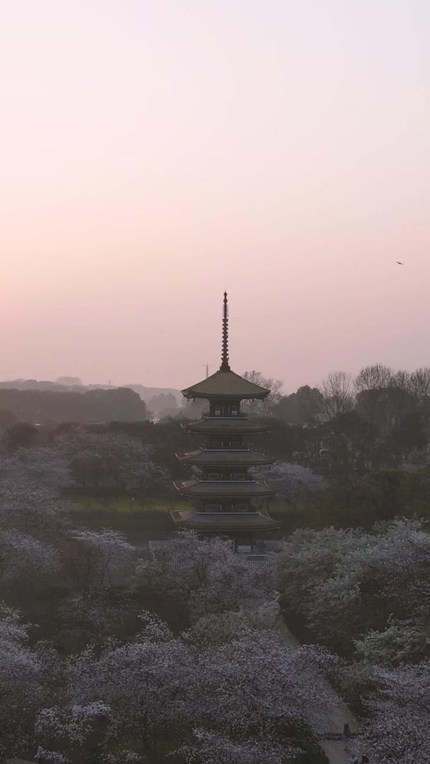 春季樱花季樱花花园五重塔日出素材视频的预览图