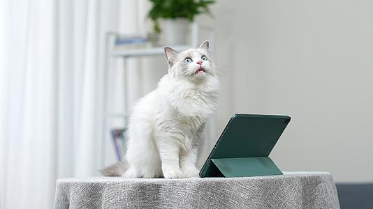 坐在桌子上的布偶猫视频的预览图