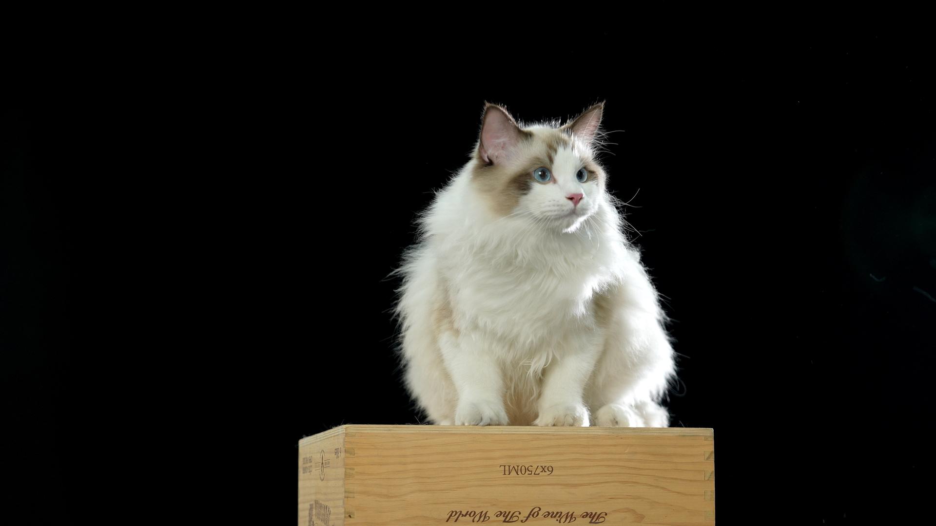 站在木箱子上面的小猫咪视频的预览图