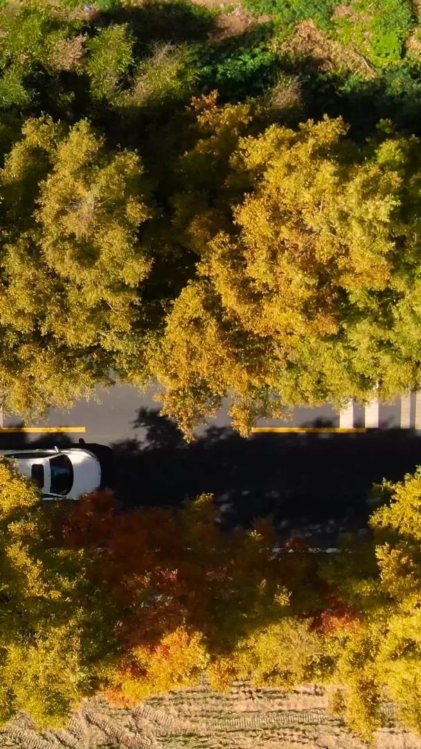 航拍公路秋色视频视频的预览图