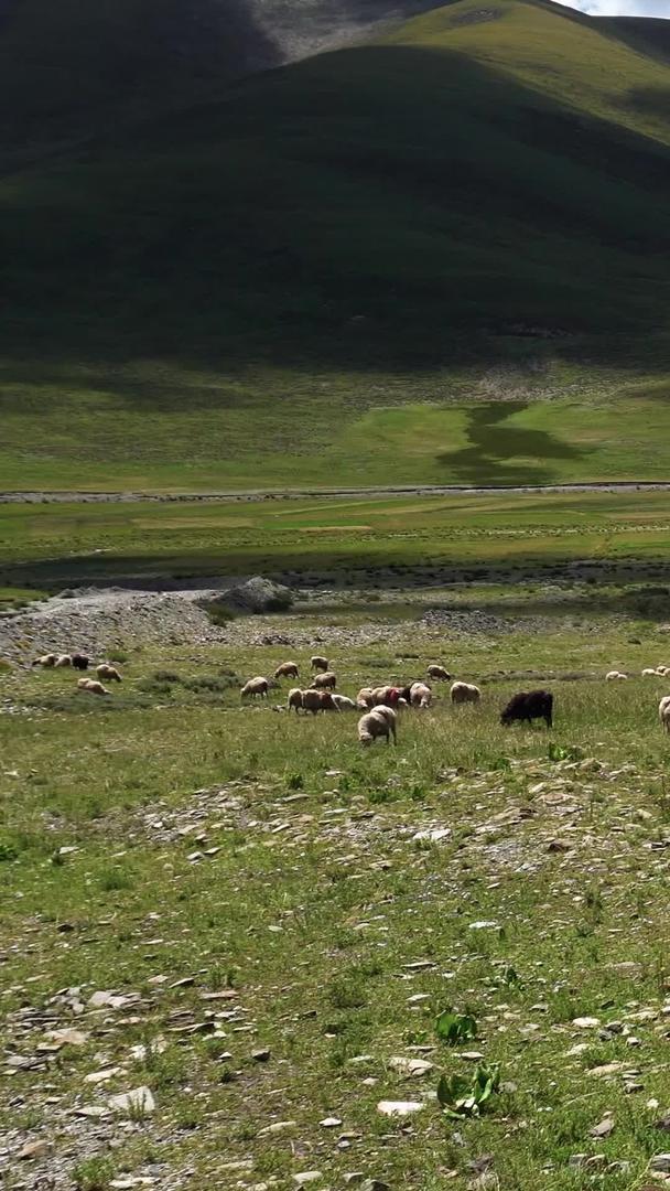 藏区农场放牧羊群视频的预览图
