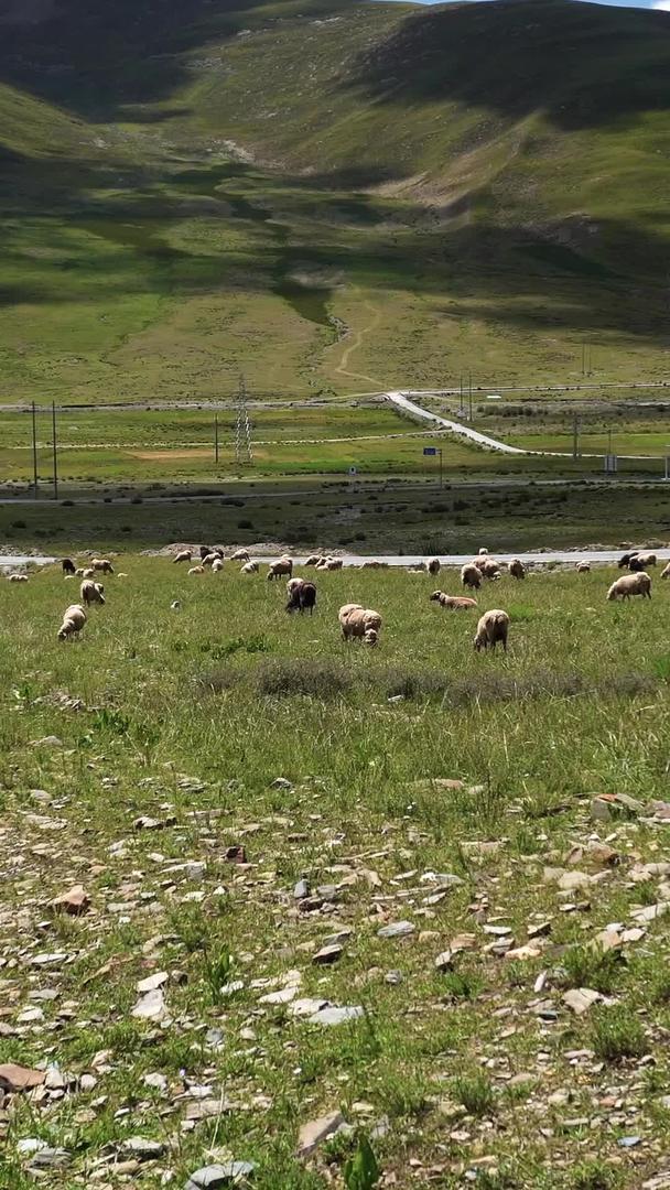 藏区农场放牧羊群视频的预览图