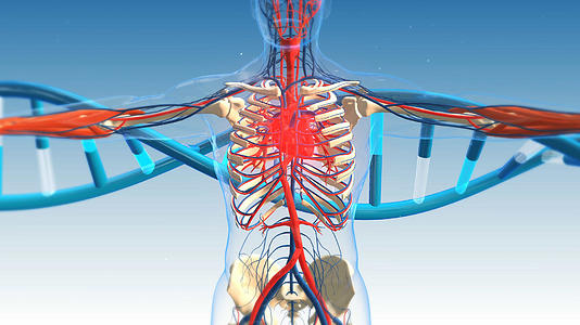 4K三维人体心脏展示图背景素材视频的预览图