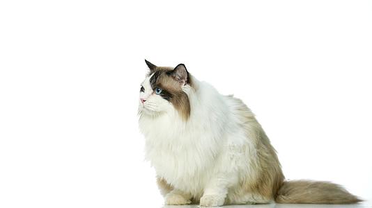 白背景下的可爱猫咪视频的预览图