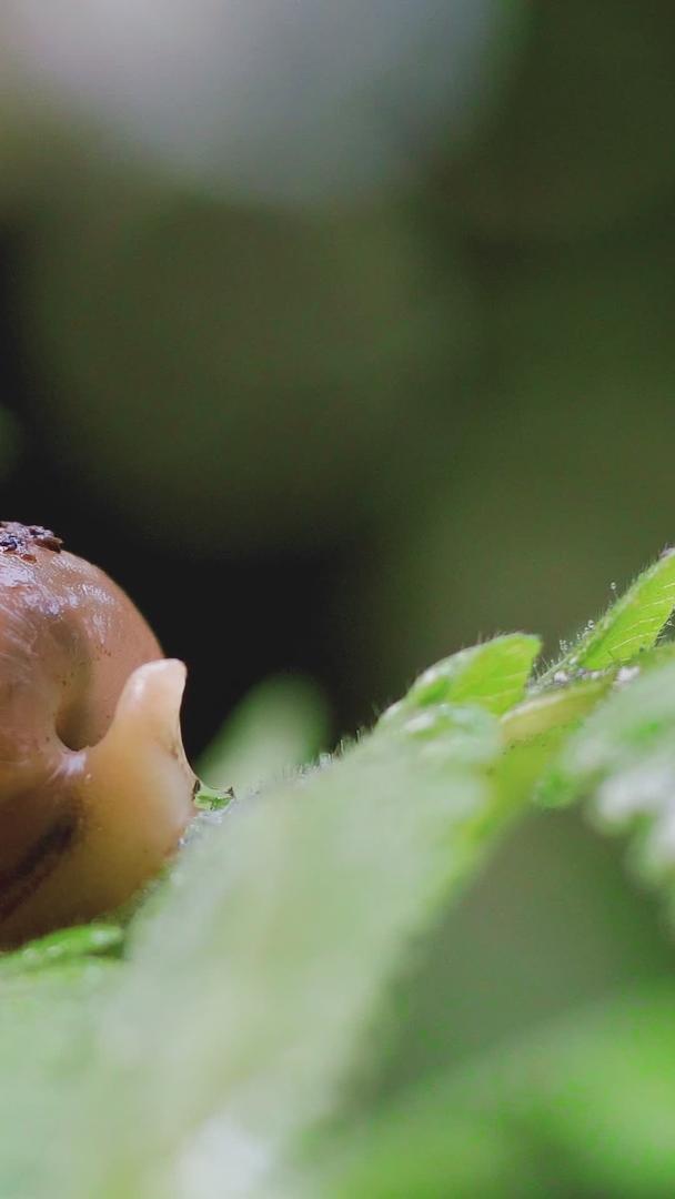 蜗牛爬行的微距拍摄视频的预览图