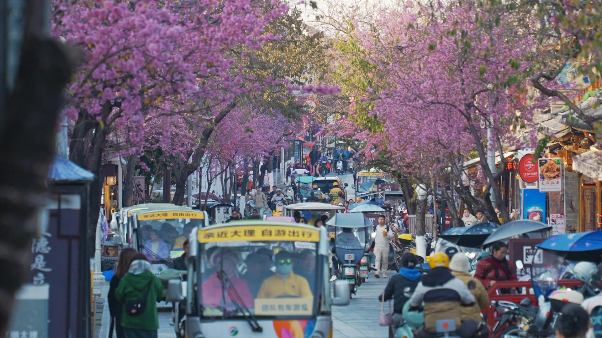 大理古城樱花街景4K视频的预览图
