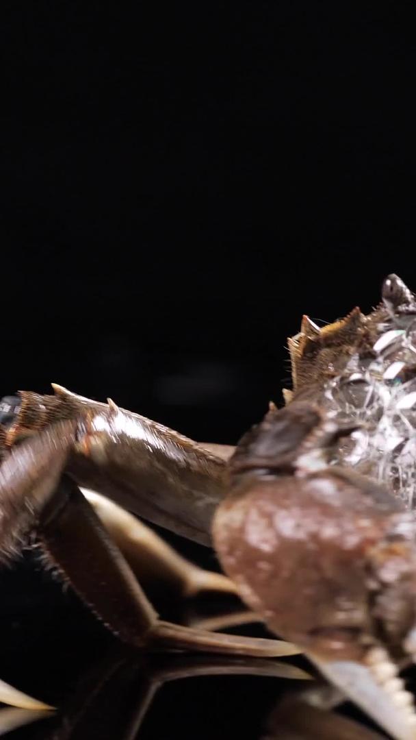 大闸蟹爬行视频的预览图