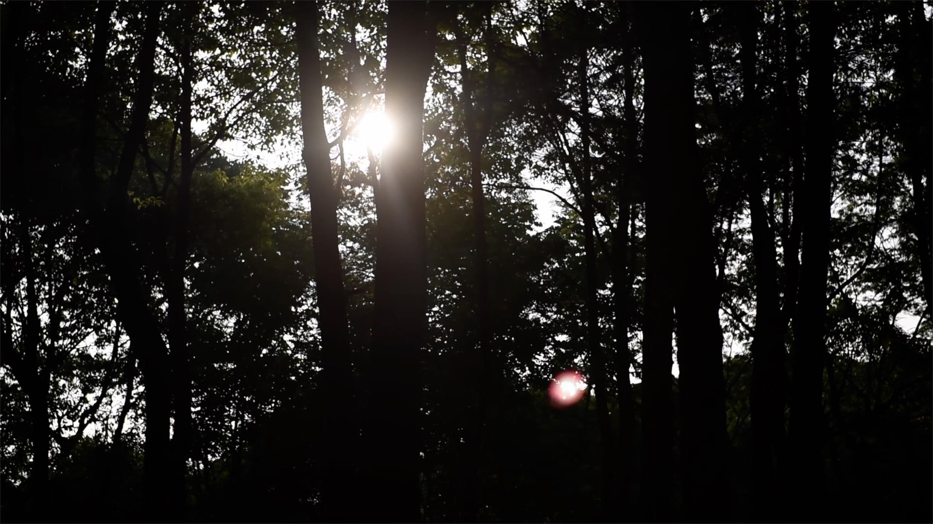 小树林里的阳光4k实拍视频的预览图