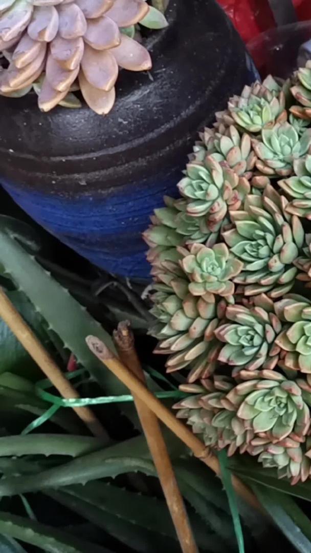 实拍盆栽小植物视频的预览图