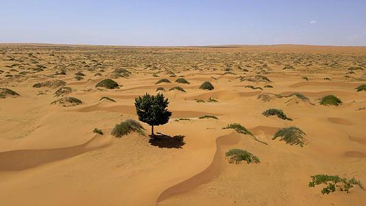 航拍腾格里沙漠生长的树视频的预览图