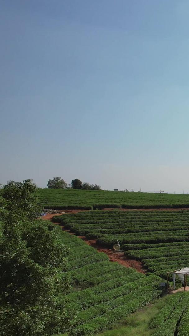 乡村农业茶采摘园的航拍材料视频的预览图