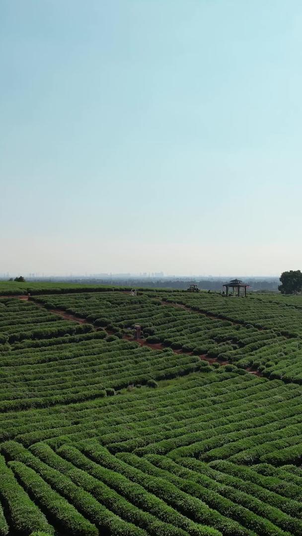 乡村农业茶采摘园的航拍材料视频的预览图