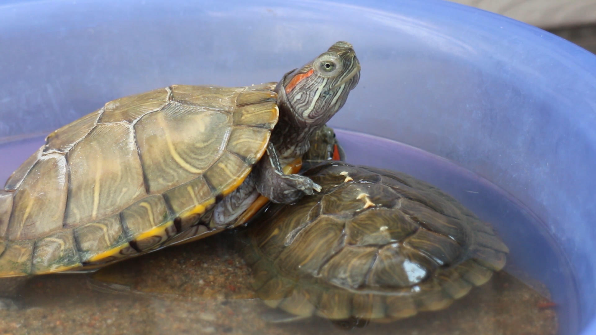 小乌龟晒太阳视频的预览图