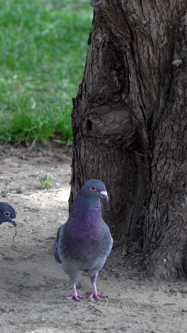 实拍鸽子吃东西视频的预览图