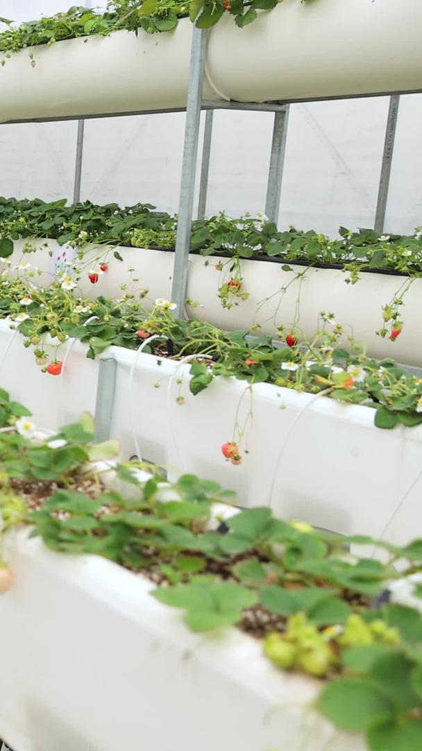 种植草莓大棚视频的预览图