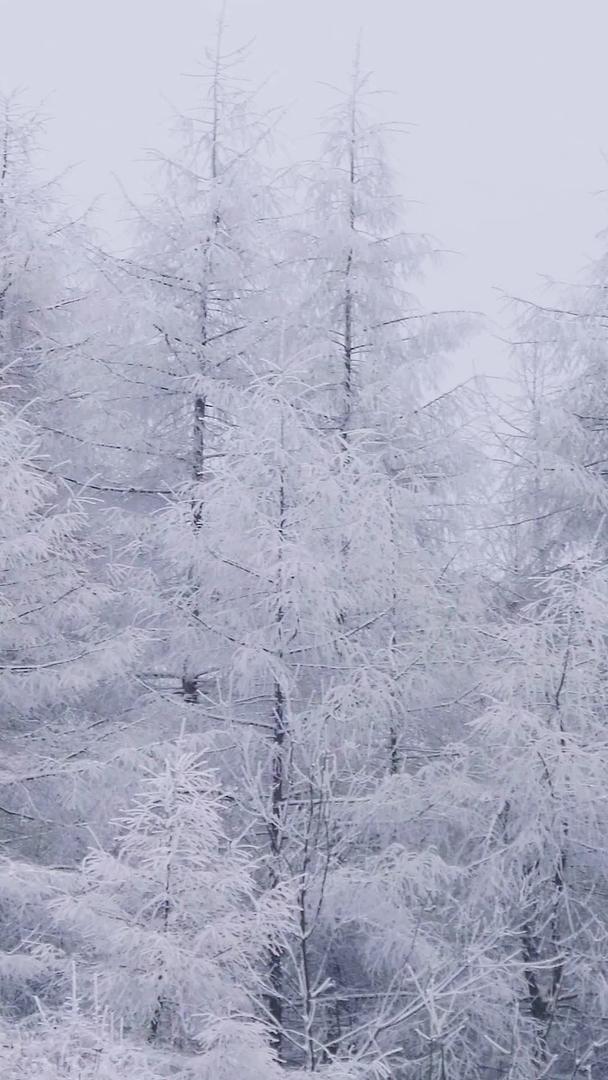 美丽的森林冰雪银装素裹素包裹视频的预览图