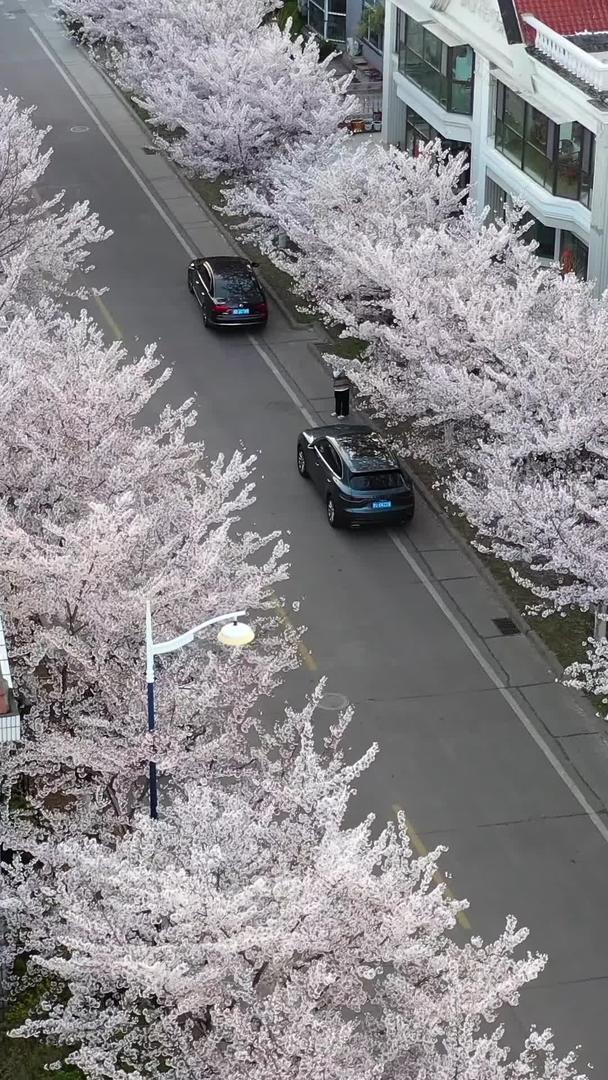 青岛春风樱花盛开的街道航拍视频视频的预览图