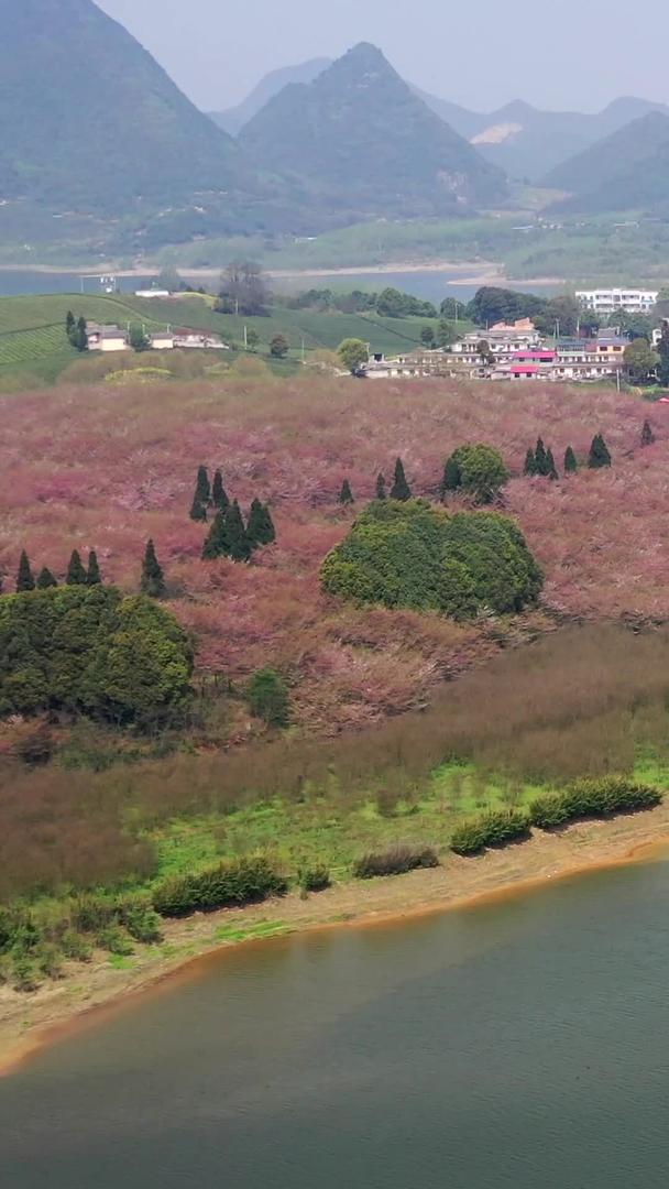贵州平坝万亩樱花林春景视频的预览图