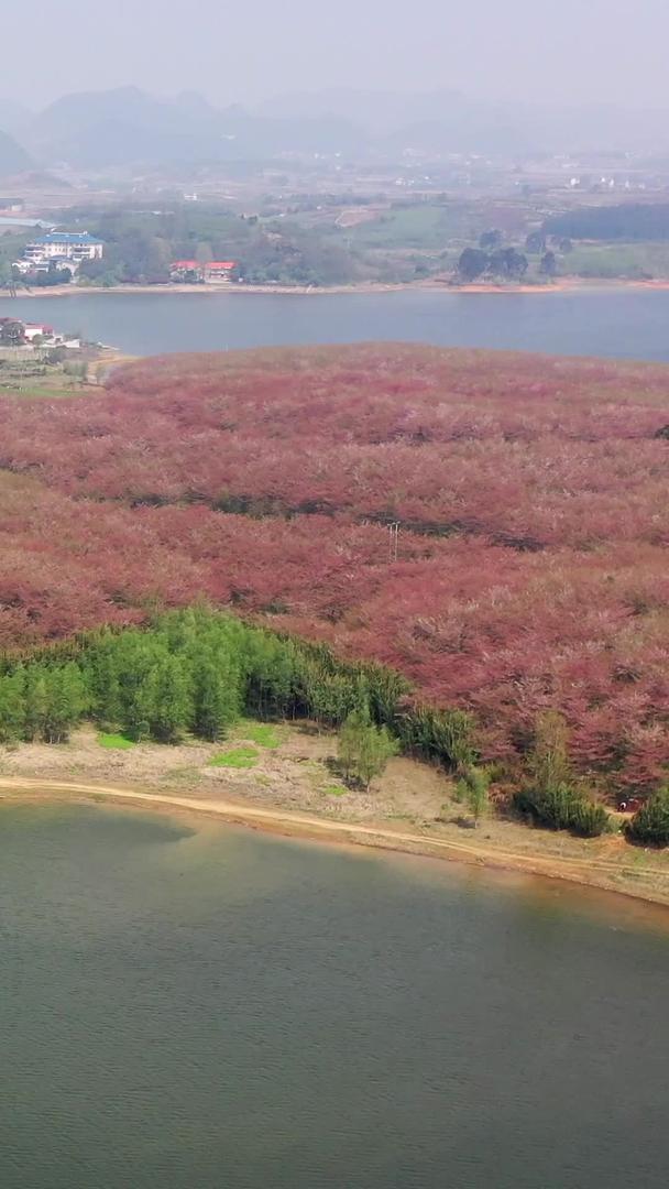 贵州平坝万亩樱花林春景视频的预览图