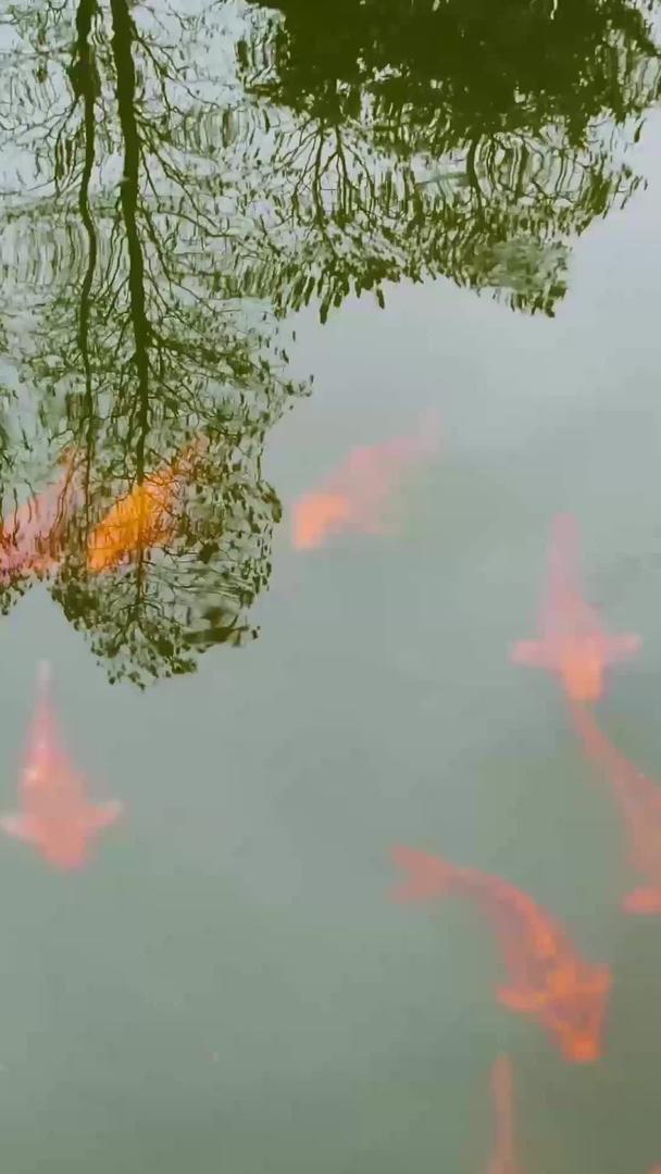 锦鲤鱼观赏鱼塘鱼群鱼群视频的预览图