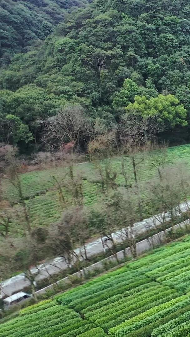 多角度近景航拍春季茶田种植园茶树收集素材视频的预览图