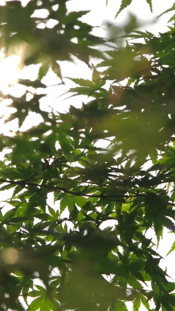 多组高清阳光穿过树叶光斑视频的预览图