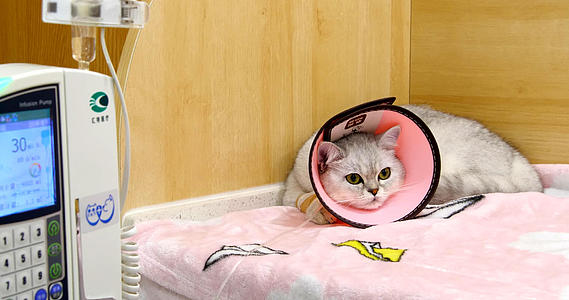 4K宠物医院猫猫猫咪打吊针猫猫治疗视频的预览图
