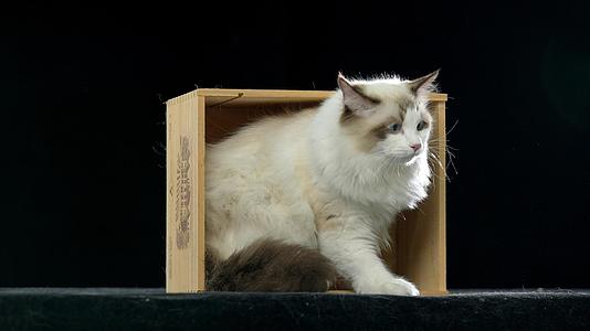 躲在木箱中的可爱布偶猫视频的预览图