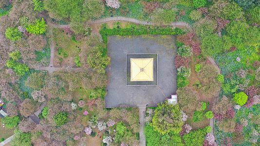 航拍武汉东湖樱园春天樱花季视频的预览图