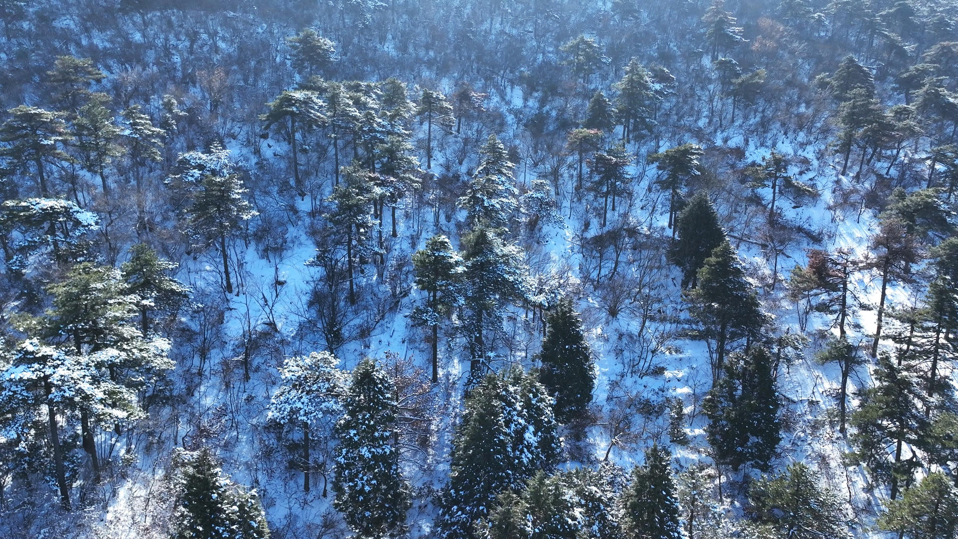 冬季森林树木雪景自然风景4k素材视频的预览图